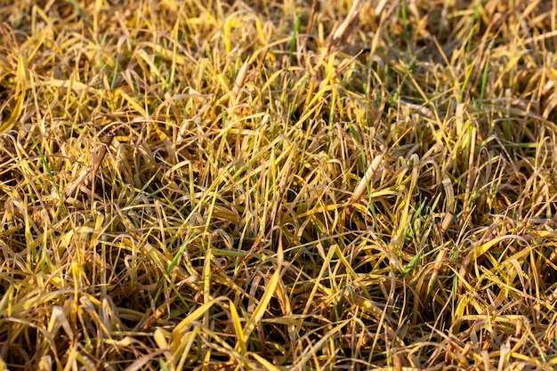 Plantas e grama amarelando na temporada de outono em um campo agrícola