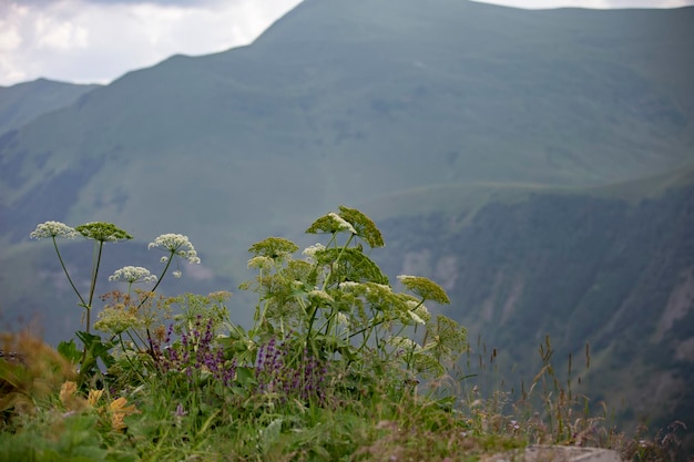 Plantas e grama contra o pano de fundo de montanhas embaçadas