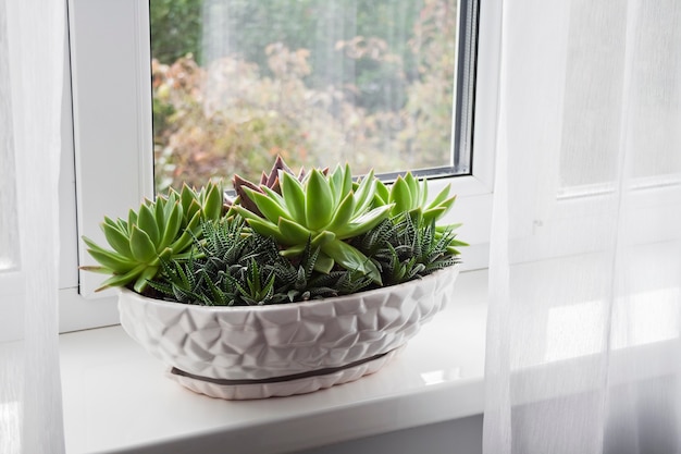 Plantas de Echeveria y Haworthia en macetas en el alféizar de la ventana de la habitación.