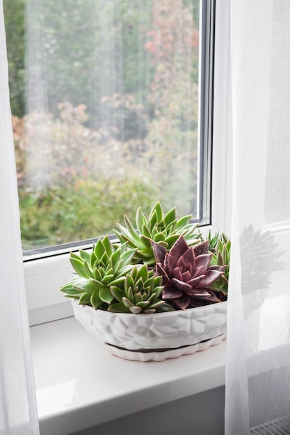 Plantas de echeveria en macetas en el alféizar de la ventana de la habitación.