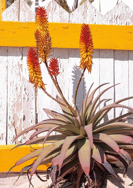 Plantas elegantes papel de parede Viagem Ilhas Canárias Aloe flores em local tropical de verão