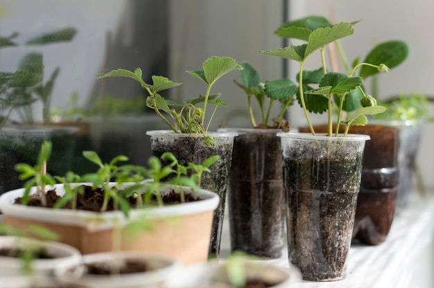 Plantas em arranjo de garrafas plásticas