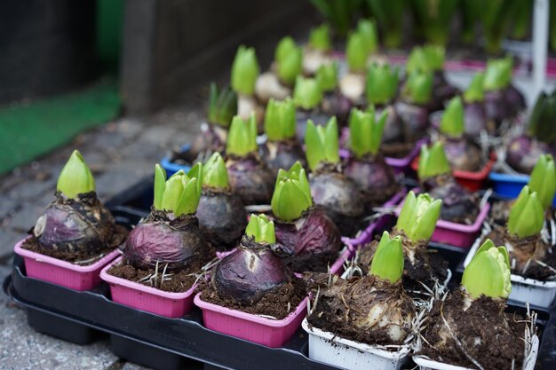 Foto plantas em bandejas de mudas para venda