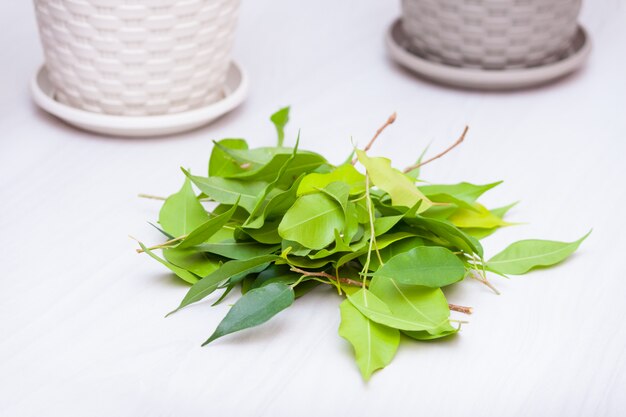 Plantas em casa em uma mesa de madeira. passatempo, cuidado, conceito de poda. cultiva ficus. cortando folhas.