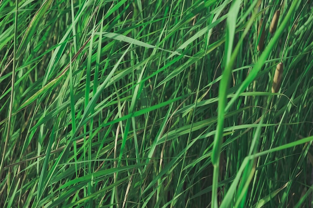 Foto plantas em cores verdes desbotadas.