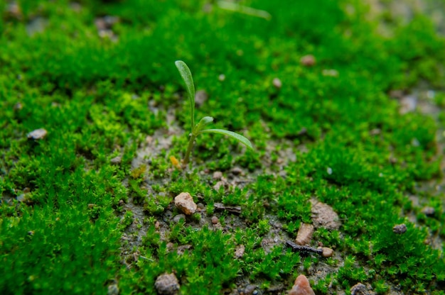 Plantas em crescimento Natureza macro natureza