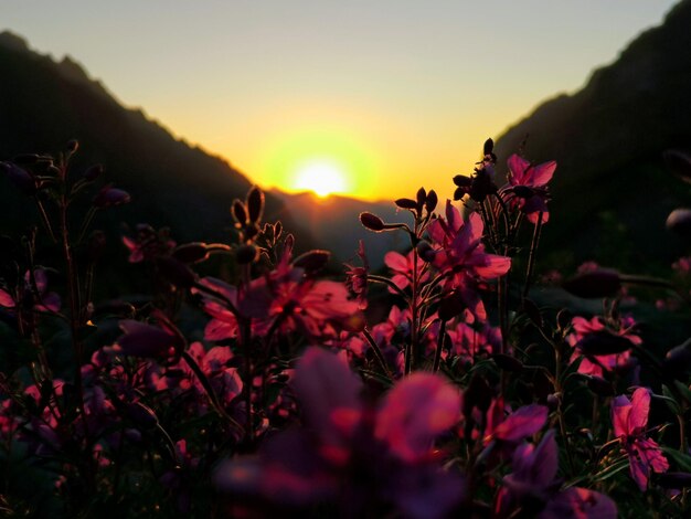 Foto plantas em flor ao pôr-do-sol.