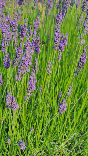 Plantas em jardins e parques Folhas verdes e flores de lavanda Ramos de pinheiro arborvitae e abeto