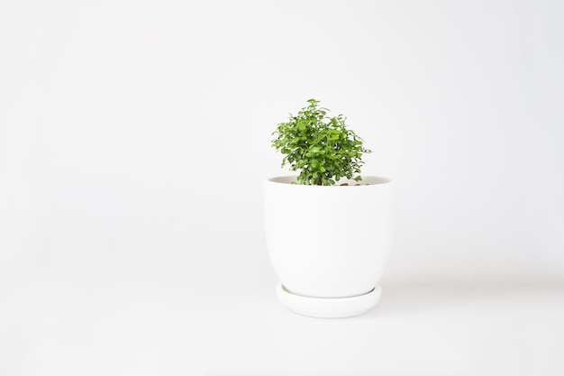 Plantas em miniatura em fundo branco. Árvore pequena em vaso branco, jardim em bandeja.