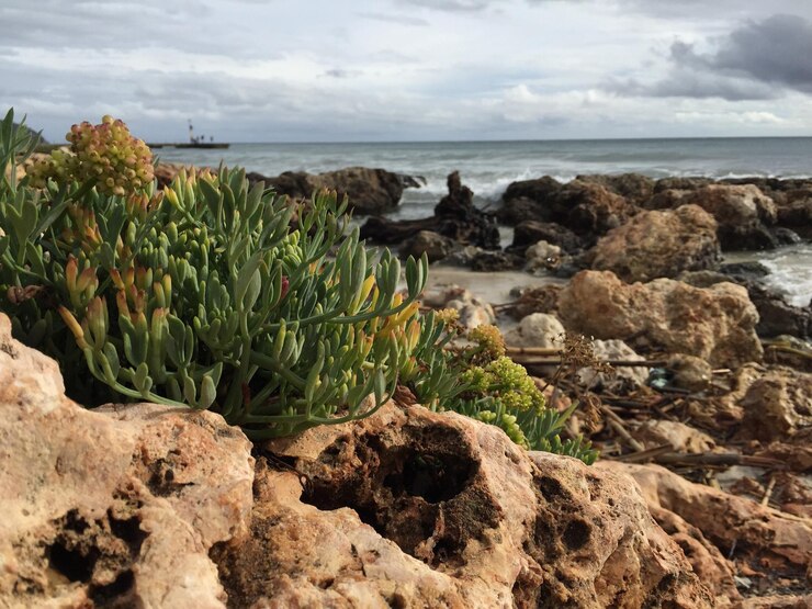 Foto plantas em rochas pelo mar contra o céu