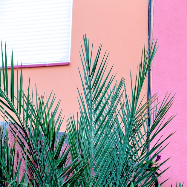 Plantas em rosa. Palm ao ar livre. Vibrações tropicais mínimas