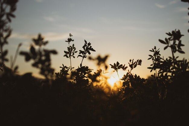 Foto plantas em silhueta no campo contra o céu durante o pôr-do-sol