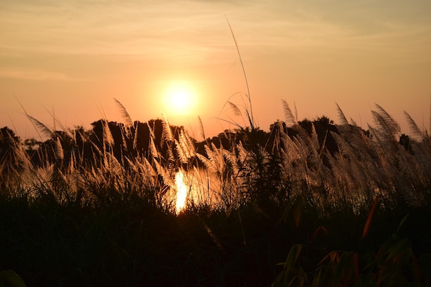 Plantas em silhueta no campo contra o céu durante o pôr-do-sol