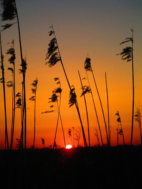 Plantas em silhueta no campo contra o céu romântico ao pôr do sol.