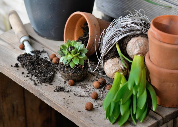 plantas em terra para envasado com pá e vaso de terracota numa mesa de madeira