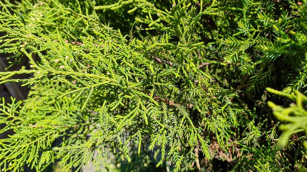 Plantas em um fundo de pedra. Ramos de pinheiro, thuja e abeto.