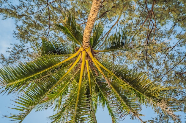 Plantas em uma praia tropical casuarina e palmeira