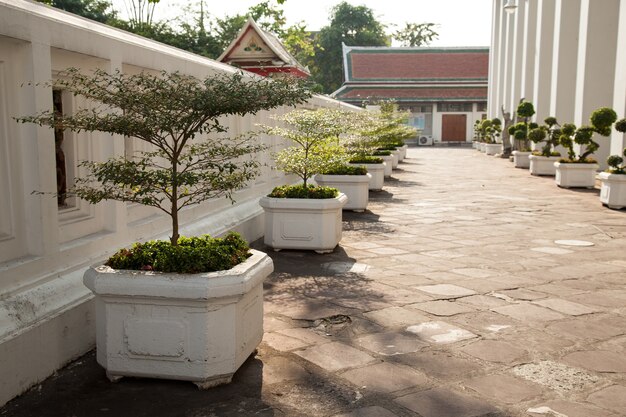 Plantas em vaso ao longo do percurso.