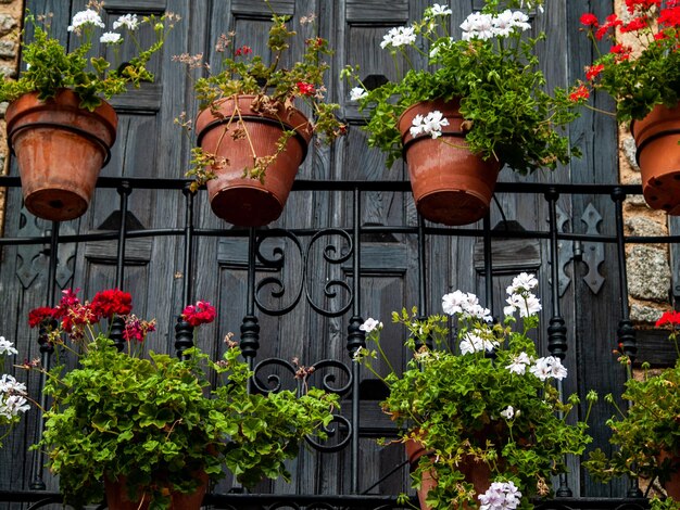 Plantas em vaso contra construção
