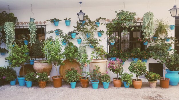 Plantas em vaso contra construção