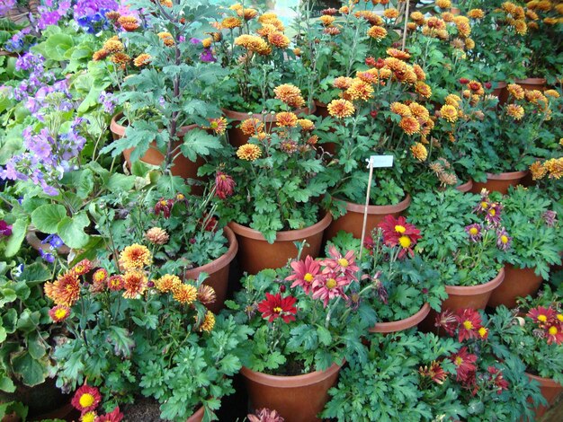 Foto plantas em vaso e flores em vaso