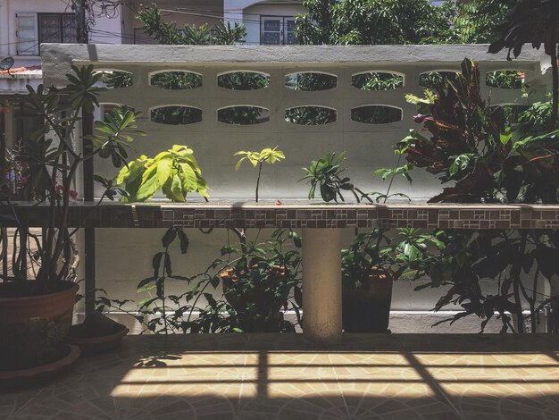 Foto plantas em vaso em estufa