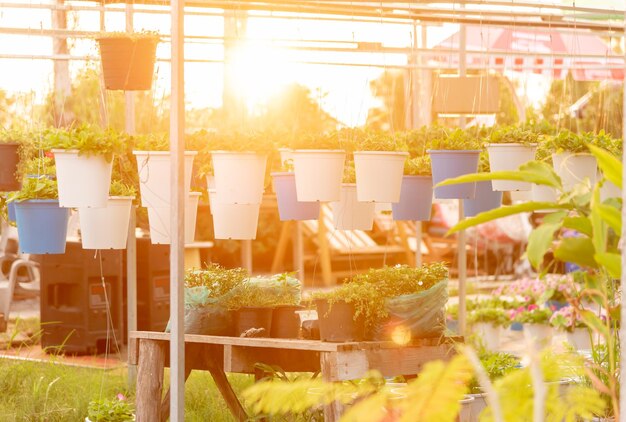 Foto plantas em vaso em estufa