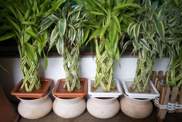 Foto plantas em vaso em estufa