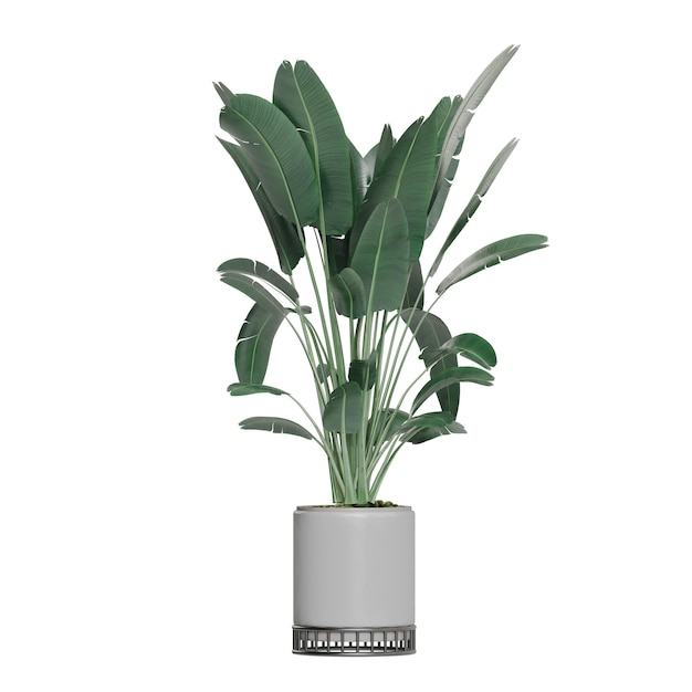 Plantas em vaso isoladas em fundo branco