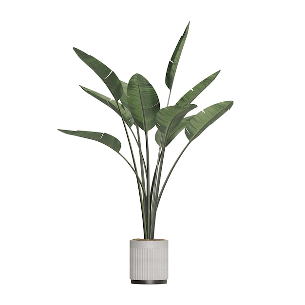 Plantas em vaso isoladas em fundo branco