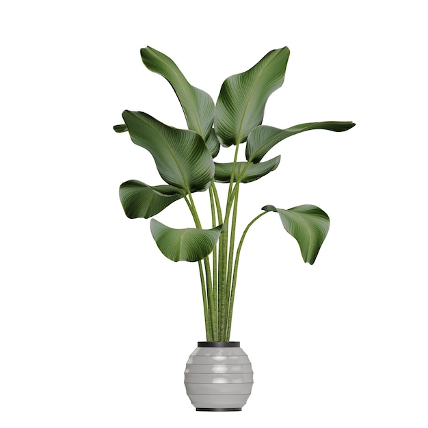 Plantas em vaso isoladas em fundo branco