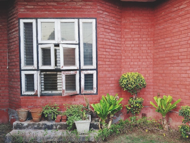 Plantas em vaso na janela da casa