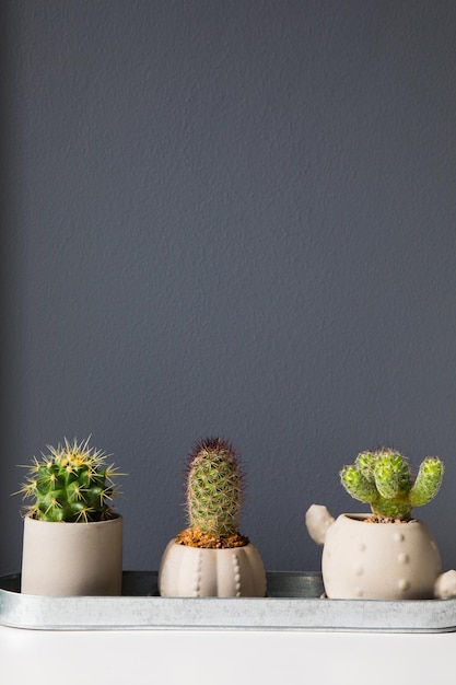 Plantas em vaso na mesa contra a parede