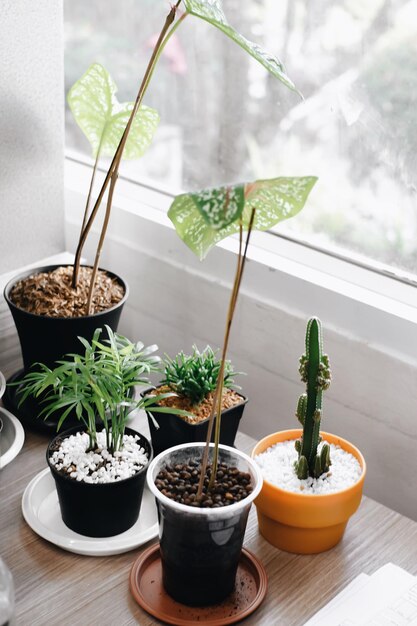 Plantas em vaso na mesa em casa