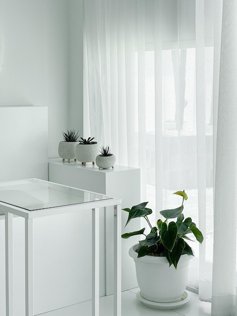 Plantas em vaso na mesa em casa