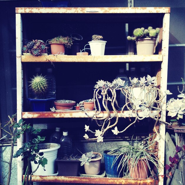 Plantas em vaso na mesa