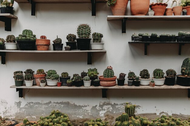 Plantas em vaso na mesa