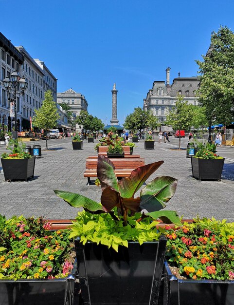 Plantas em vaso na Place Jacques-Cartier, em Montreal