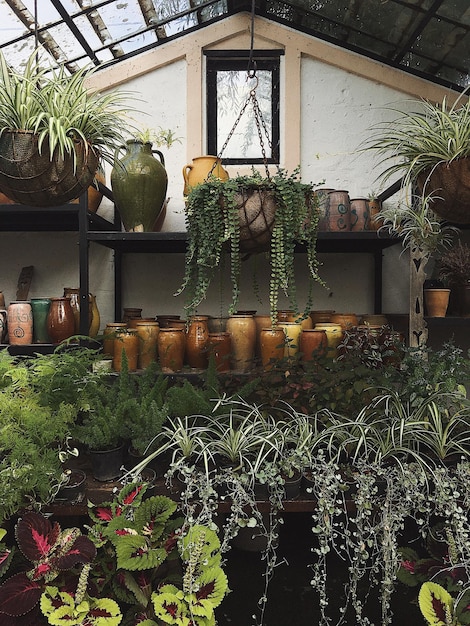 Foto plantas em vaso no mercado