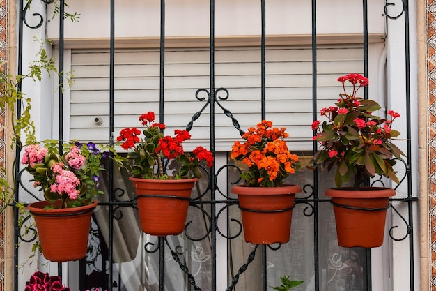 Plantas em vaso no peitoral da janela