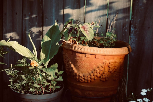 Foto plantas em vaso no quintal