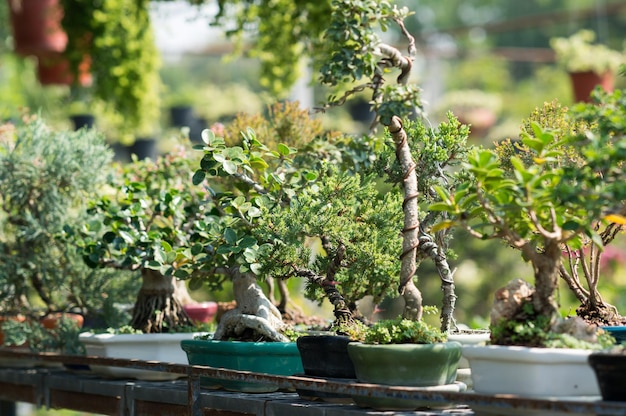 Plantas em vaso no quintal