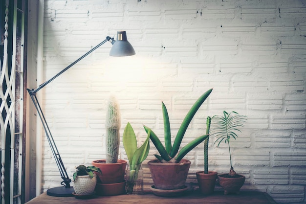 Foto plantas em vaso penduradas na parede