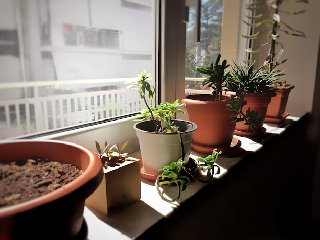 Plantas em vaso perto de uma janela em um dia ensolarado