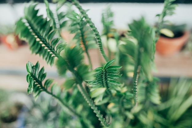 Plantas em vaso que crescem no quintal