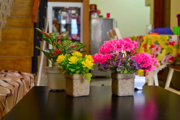 Foto plantas em vaso