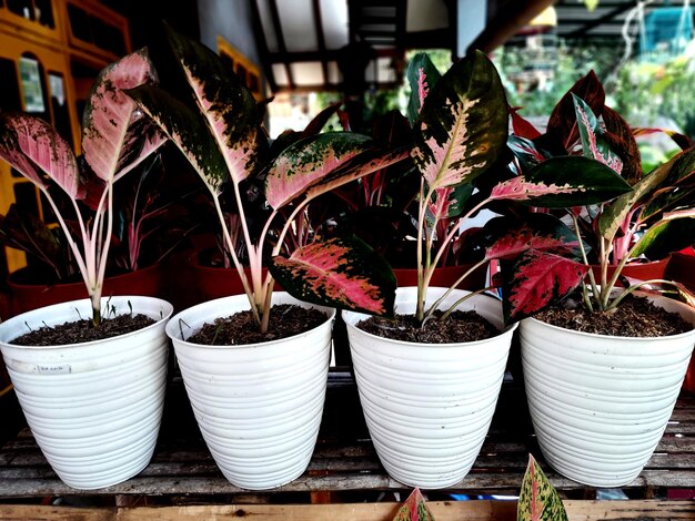 Plantas em vaso