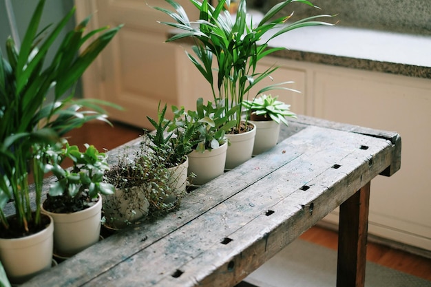 Plantas em vaso