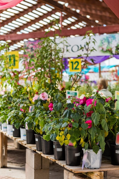 Plantas em vasos à venda no centro de jardinagem local.