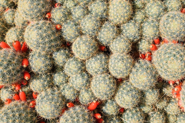 Plantas em vasos de cactos suculentas vista superior na ideia interior para fundo ou protetor de tela